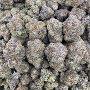 Gelato Cream - Indoor