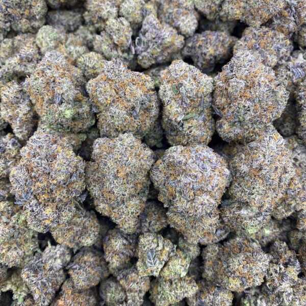 Gelato Cream - Indoor