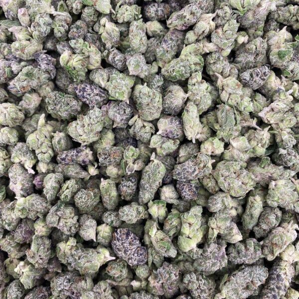 Blue Fanta - Indoor Smalls