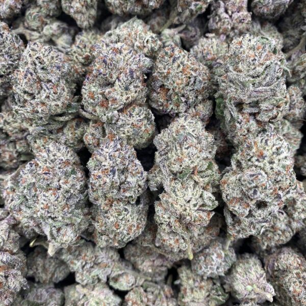 Astro Candy - Indoor