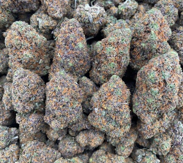 Luck Charms - Indoor 🍀