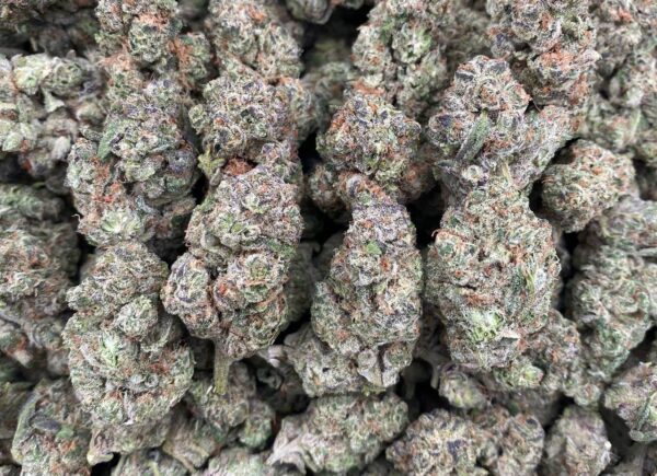 Black Truffle
