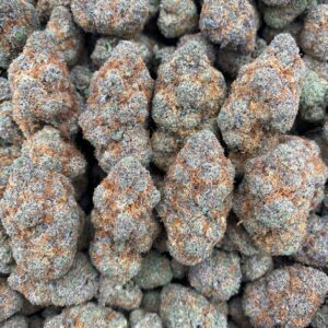 Purple Cream - Indoor