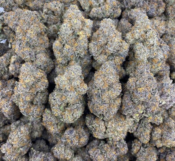 Stunna Runtz - Indoor 🤩