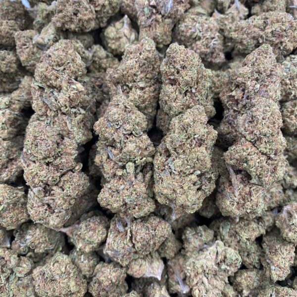 Sugar Cookies 🍪