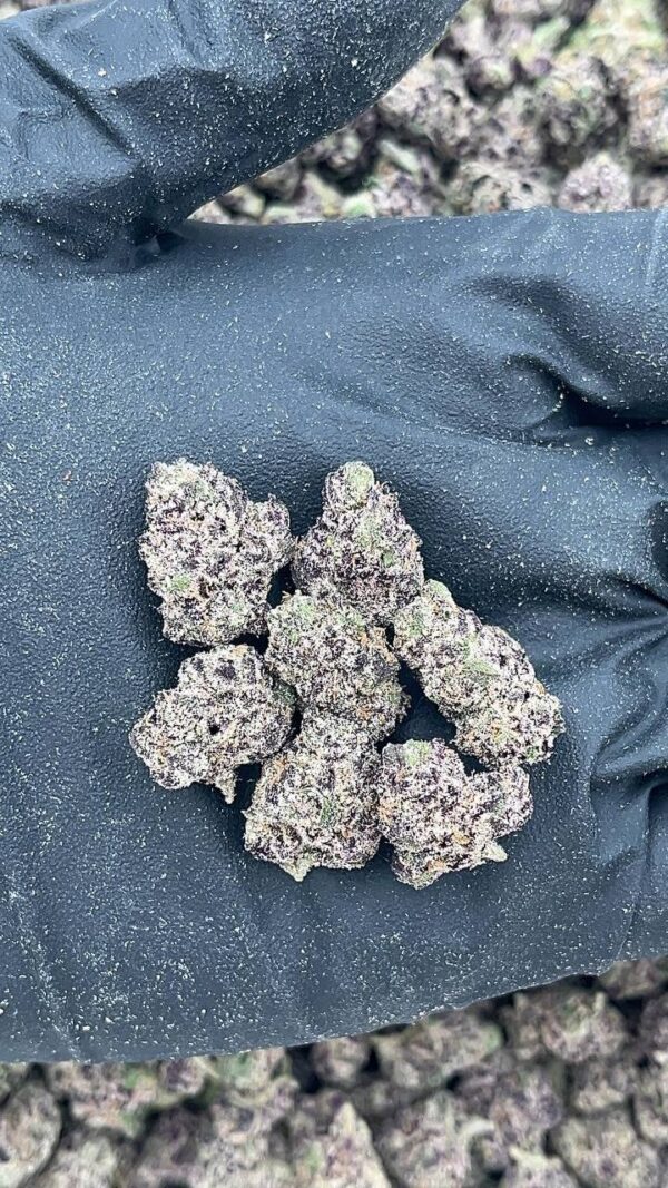 Larry Runtz Mediums - Licensed Gas🔥⛽️ - Image 2