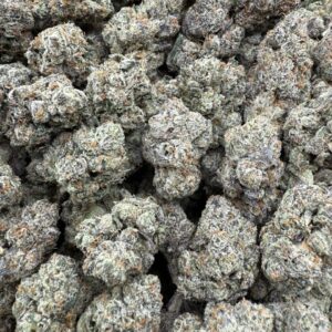 Baby baccio - licensed indoor 🔥