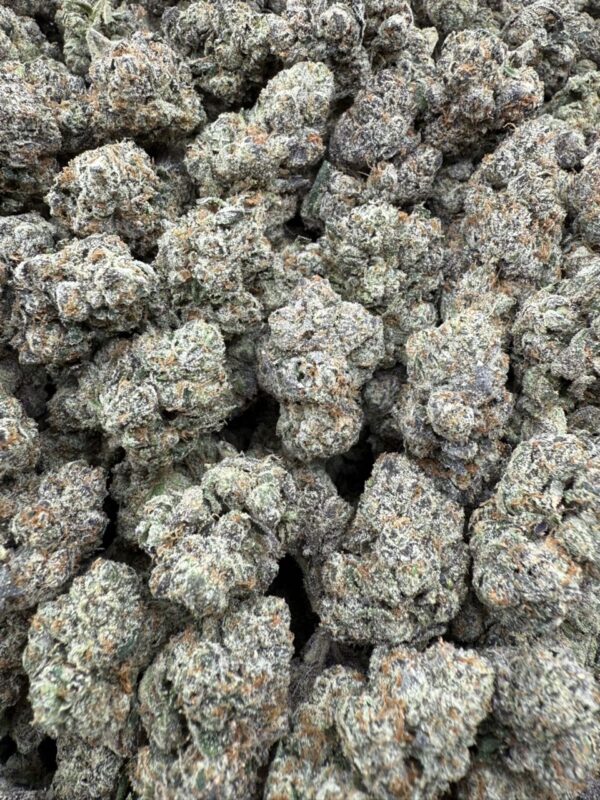 Baby baccio - licensed indoor 🔥