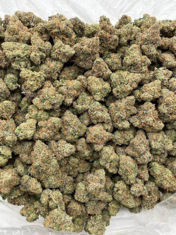 Candy Tangerine indoors 🍭🍊  Unique bubble gum citrus - Image 2