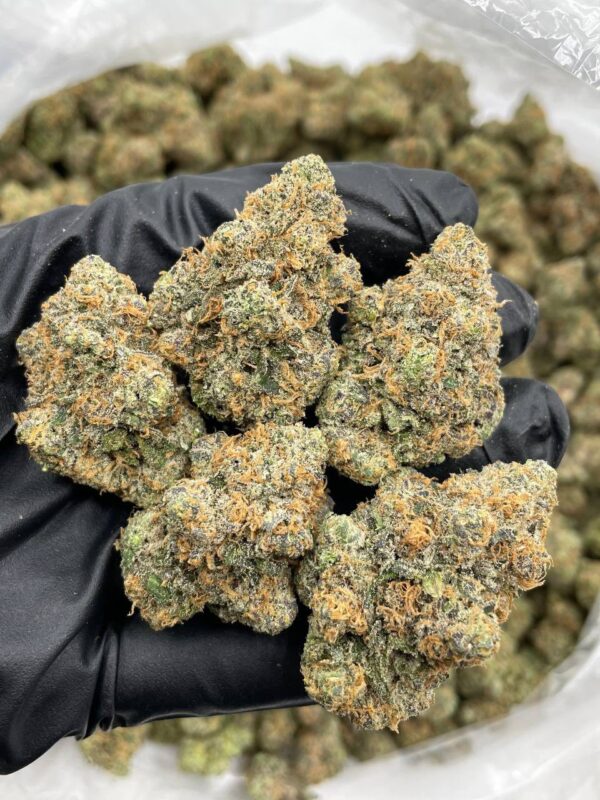 Candy Tangerine indoors 🍭🍊  Unique bubble gum citrus
